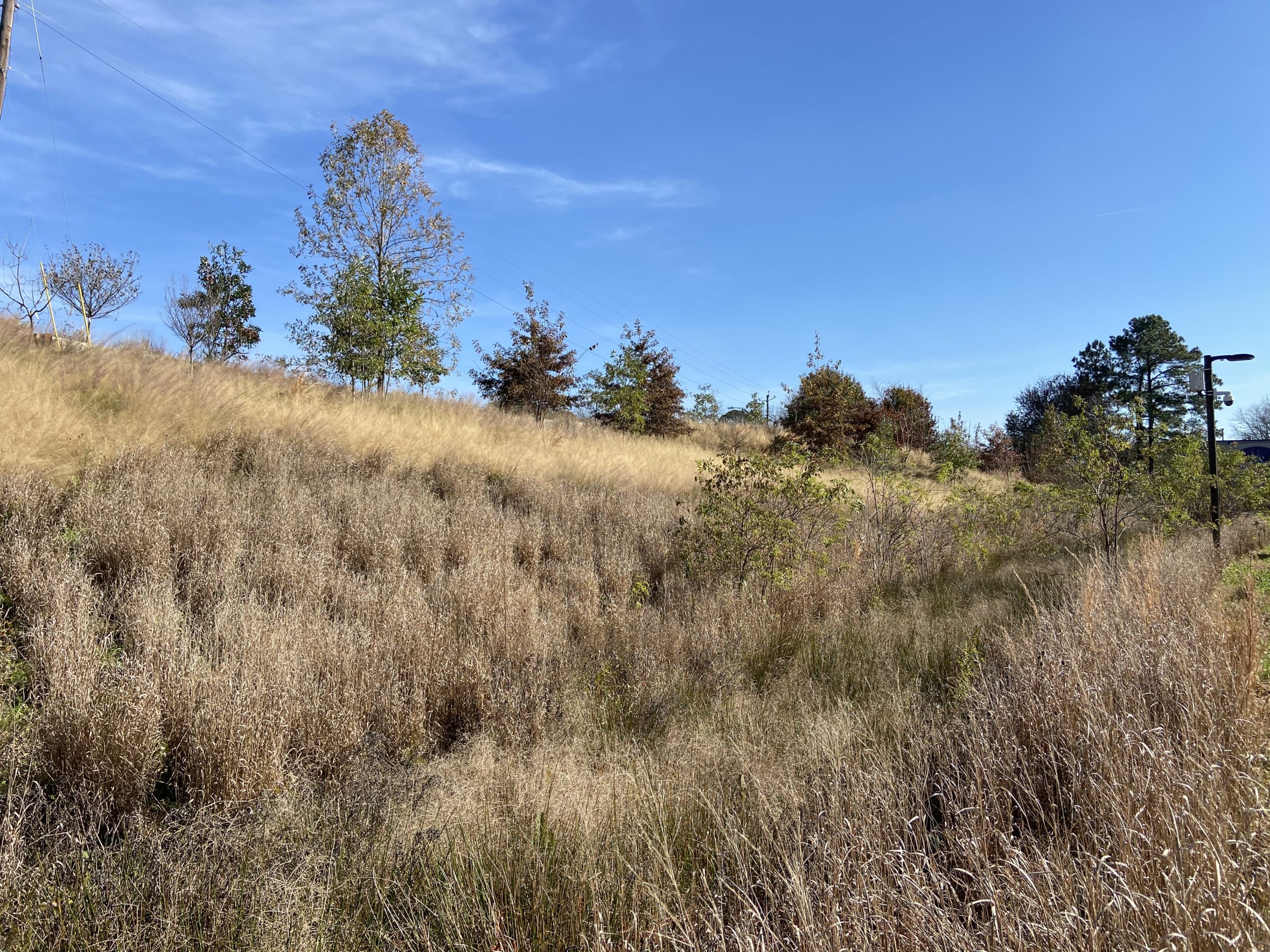 Arboretum1