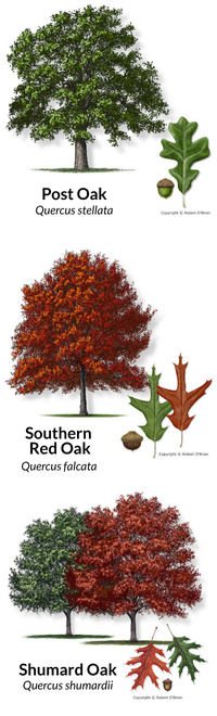 Shumard Oak