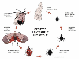 Spotted Lanternfly Life Cycle