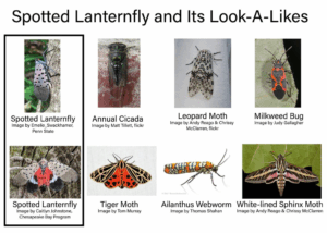 Spotted Lanternfly Look-Alikes