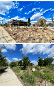Landscape and ecology