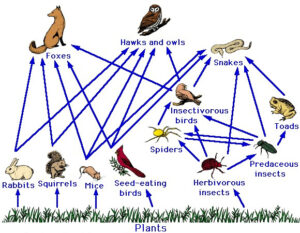 ecosystem food web graphic wildlife relationships illustrated with arrows