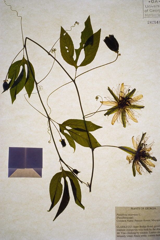 Herbarium specimen